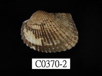 藏品(舵毛蚶)的圖片